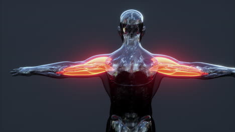 Infografía-Anatómica-Del-Sistema-Muscular-Humano