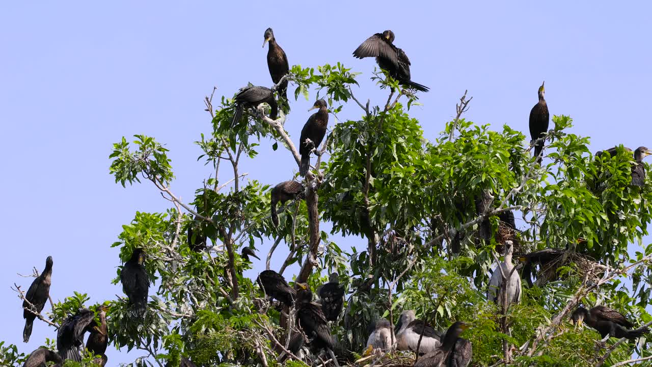 aves interactuando en lo alto de los árboles durante nueve segundos