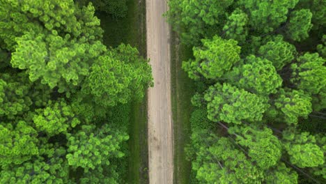 Luftaufnahme-Einer-Fahrt-über-Einer-Alten-Forststraße,-Die-Eine-Kiefernwaldplantage-Teilt