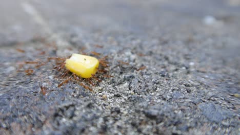 ants feeding on a piece of corn