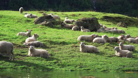 sheep grazing on the shores of the naeroy fjord, norway