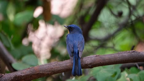 seen from its back facing to the left as the camera zooms in, indochinese blue flycatcher cyornis sumatrensis male, thailand