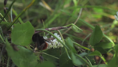 bee crawling over white flower then flies away, day time medium shot uk