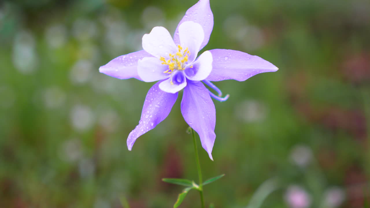 colorado columbine azul púrpura flores silvestres después de lluvia nublada temprano en la mañana amarillas flores blancas de hoja perenne prado bosque monte lado montañas rocosas panorámica cinematográfica lentamente movimiento