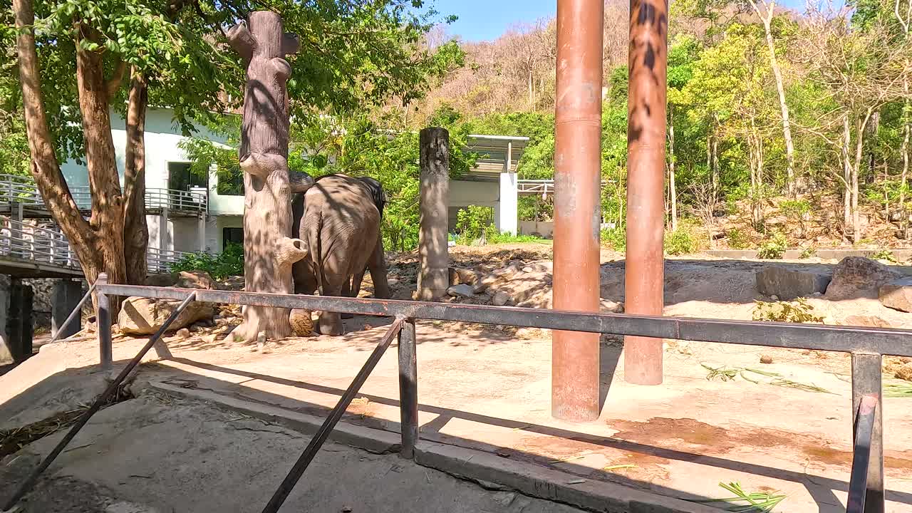 동물원 안에서 고 있는 코끼리