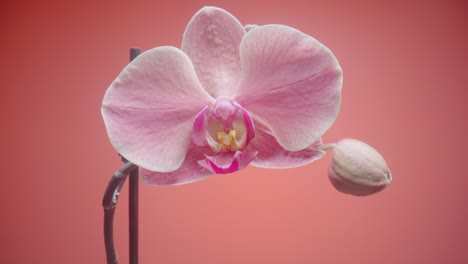 orquídea rosada en primer plano
