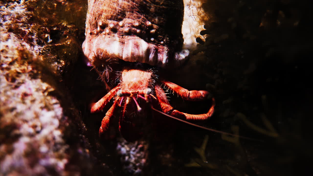 Close up of a crab near coral reefs
