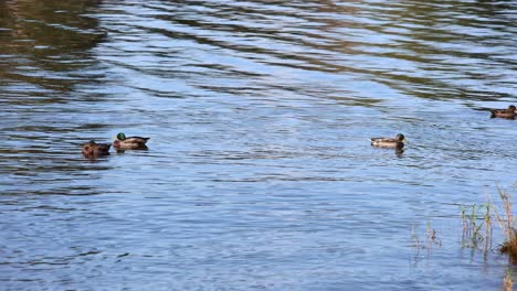 Dos-Parejas-De-Patos-De-Caña-Anas-Platyrhynchos-Nadando-Juntos-En-El-Estanque