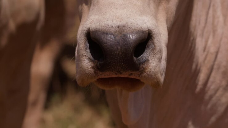 Extreme close up shot of a drove of boran cow's head looking out