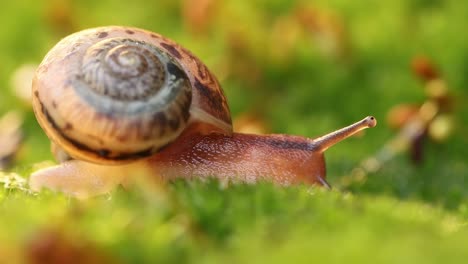 Close-up-of-a-snail-slowly-creeping-in-the-sunset-sunlight.