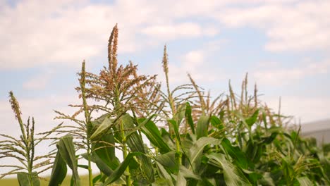 corn stalk on farm on an overcast day