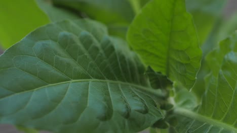 plantación de tabaco con hojas verdes exuberantes