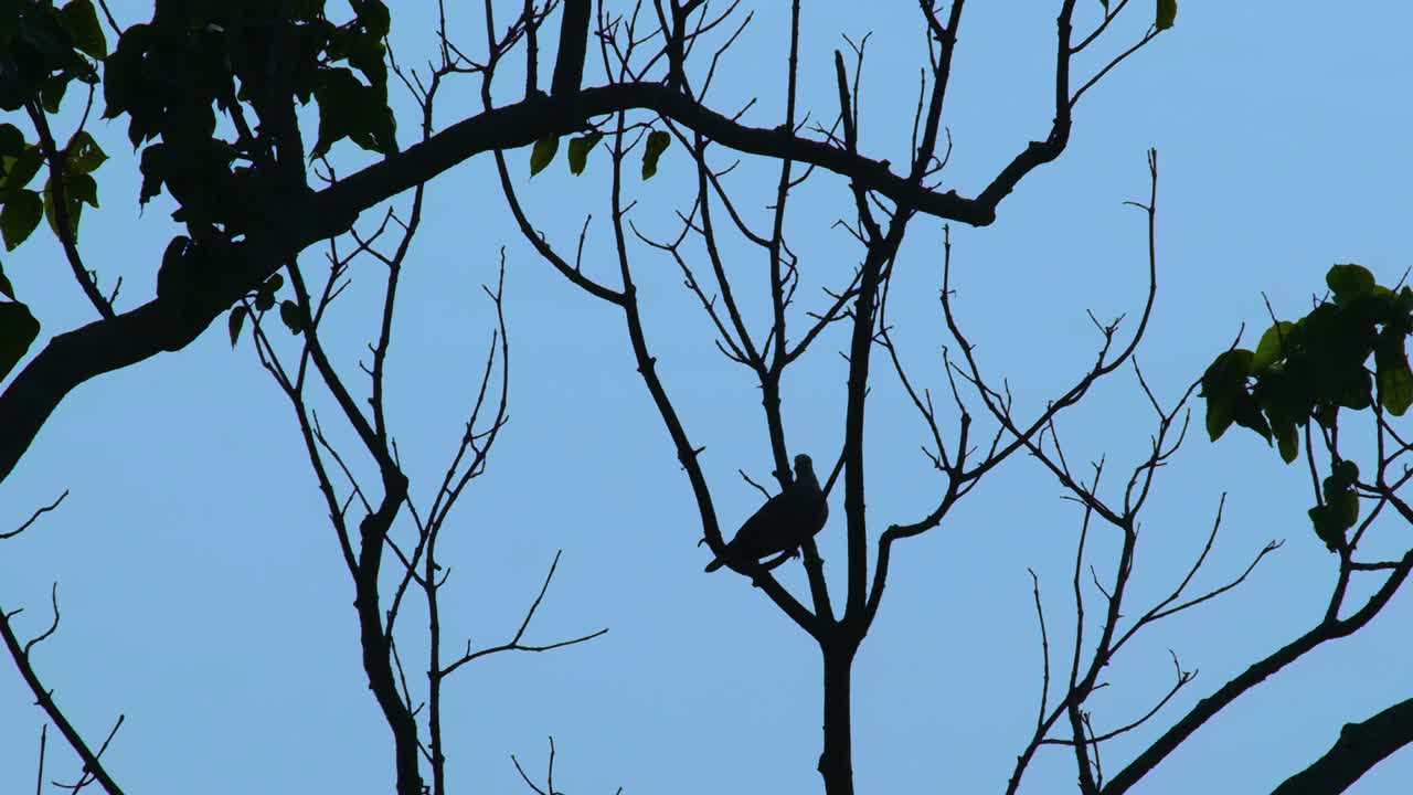 A silhouette of a dove or pigeon sitting on a bare tree