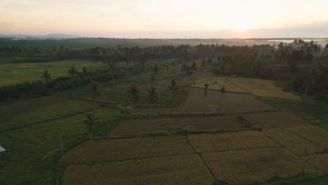 Green-farmland-of-rice-and-coconut-trees-during-sunset-aerial-view,-Philippines