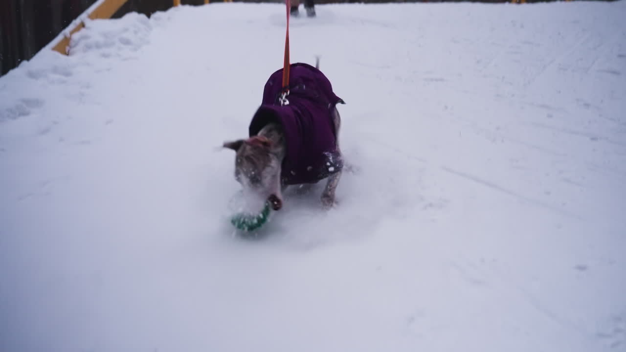 Woman walking dog across snowy bridge in forest during winter, dog in purple coat playfully tugging on leash, surrounded by tall trees and peaceful landscape, capturing joyful outdoor cold weather moment
