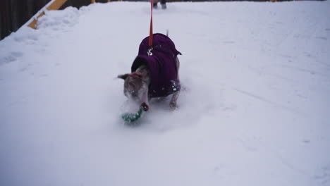 woman walking dog across snowy bridge in forest during winter, dog in purple coat playfully tugging on leash, surrounded by tall trees and peaceful landscape, capturing joyful outdoor cold weather moment