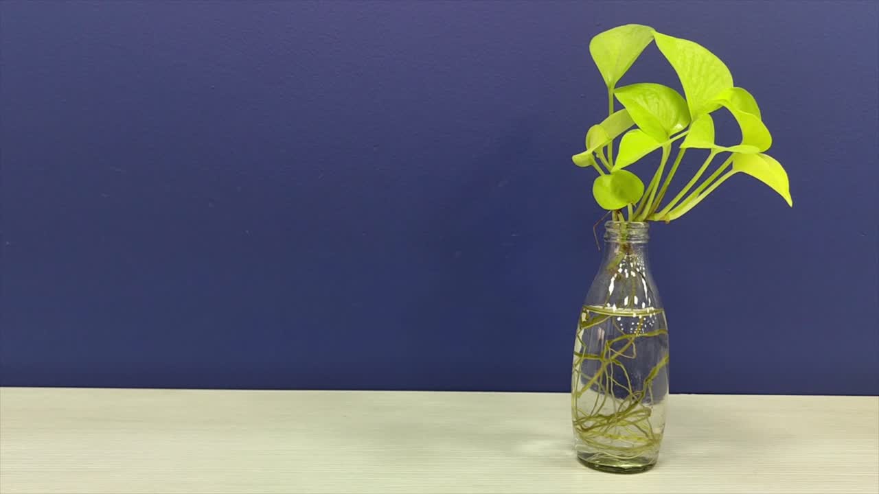 Aesthetic footage of money plant growing in transparent glass bottle filled with water, visible roots. set against blue wall on white table, home decor, sustainability and indoor gardening themes.