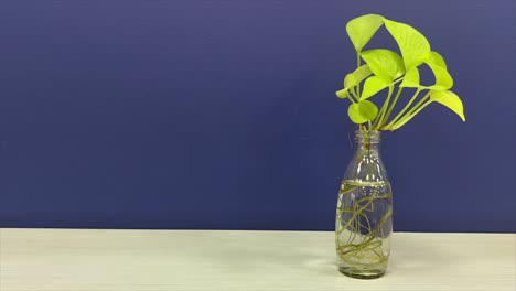 aesthetic footage of money plant growing in transparent glass bottle filled with water, visible roots. set against blue wall on white table, home decor, sustainability and indoor gardening themes.