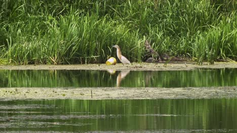 grey heron standing in the lake, next to the plastic waste - bucket