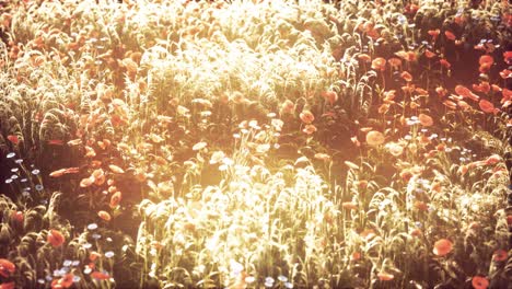 flores silvestres en el atardecer de verano