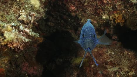 southern blue devil fish paraplesiops meleagris endemic southern australia 4k slow motion