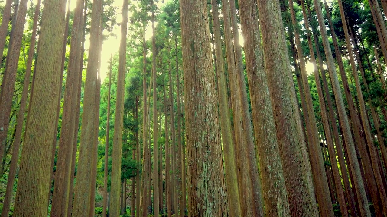 Panoramica su una foresta di cedri in Giappone con la luce del sole che filtra, paesaggio naturale