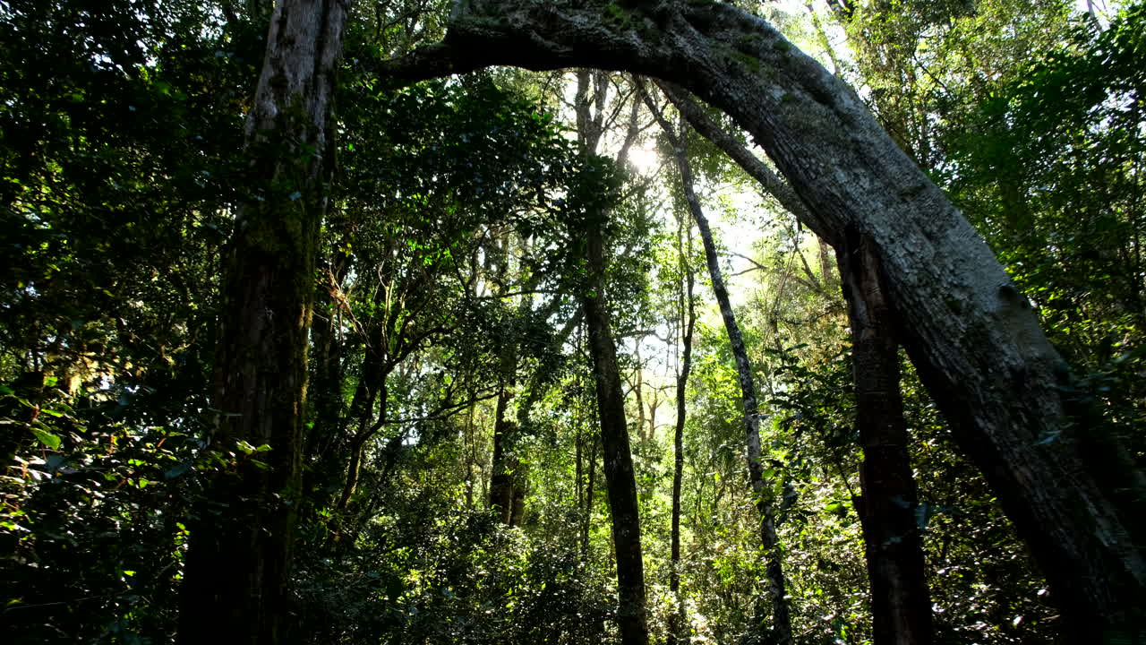 Lush Forest with Sunlight Streaming Through