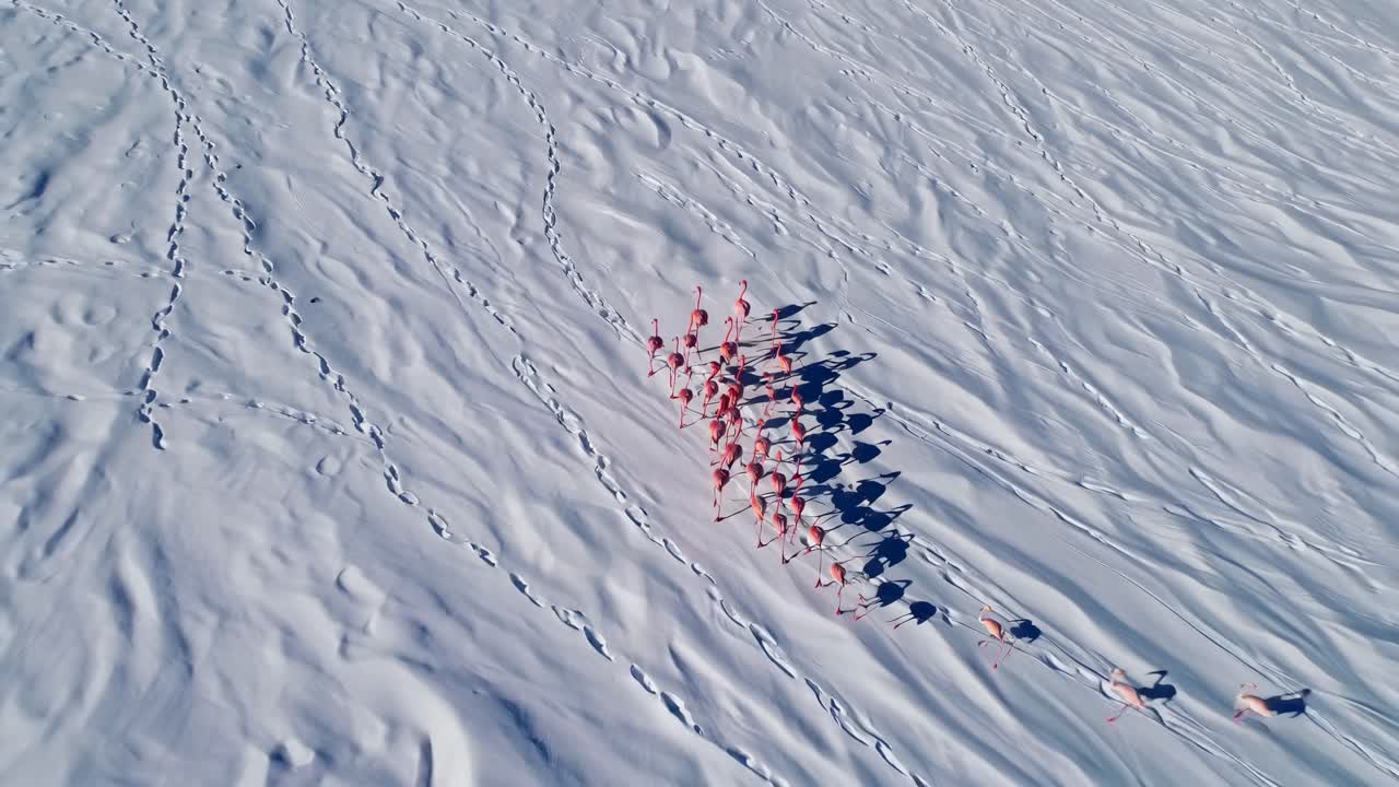 눈 인 풍경 에 있는 분홍색 플라밍고