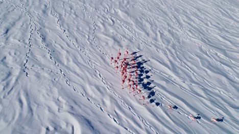 flamencos rosados en un paisaje nevado