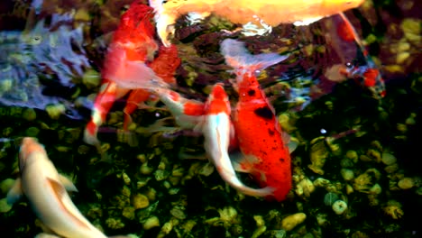 koi fish or amur carp fish swimming in pond. it more specifically nishikigoi and colored varieties of carp in outdoor in pond and water garden.