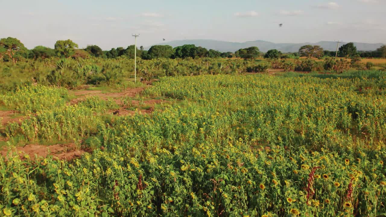 아프리카 의 농장 에서 푸른 잎 을 가진 해바라기 농장