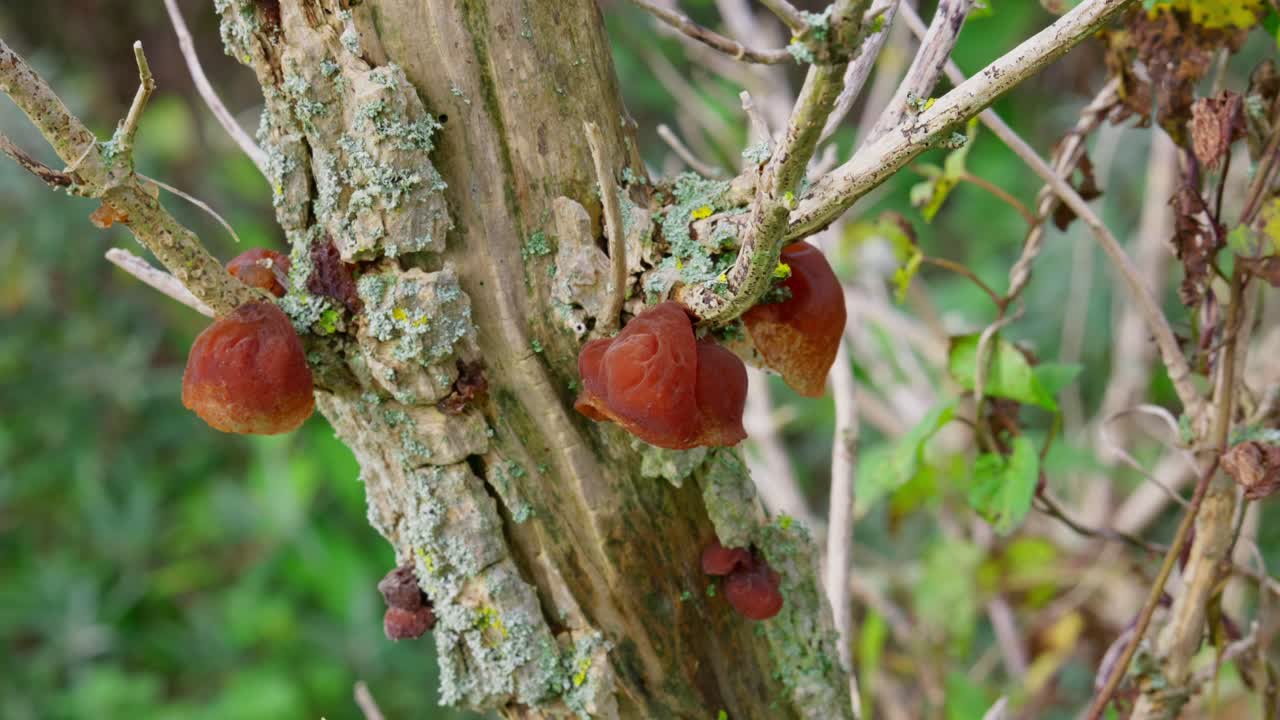 hongos auriculariaceae que crecen en un árbol muerto