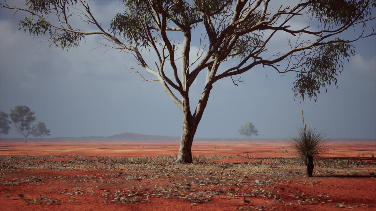 grandes árboles de acacia en las llanuras abiertas de la sabana de namibia