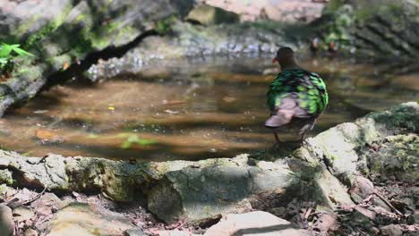 Blickt-In-Die-Kamera-Und-Dreht-Sich-Dann-Um,-Um-Sich-An-Einem-Heißen-Tag-Im-Wald-Zum-Baden-Vorzubereiten,-Chalcophaps-Indica,-Smaragdtaube-Mit-Grauer-Kappe,-Thailand