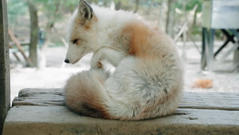 Gold-Platinum-Fox-At-Miyagi-Zao-Fox-Village