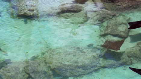 unas mantarrayas y algunos tiburones nadan sobre las rocas