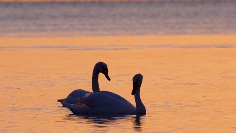 two swans gracefully float on golden sunrise waters, mirroring each other in peaceful symmetry
