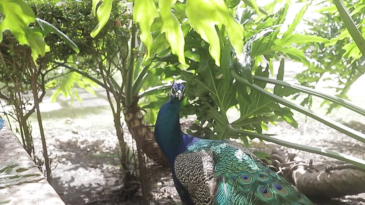 vídeo filmado de um incrível pavão e sua grande cor azul, uma das maiores aves do mundo