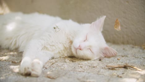 white cat sleeping in the shadow