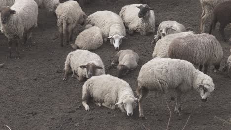 close up shot over a herd of sheeps resting after grazing along hilly terrain at evening time