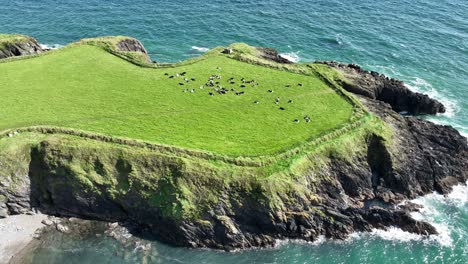 coast of ireland aerial of dunabrattin head copper coast waterford with a herd of cattle and a small observation hut from ww2