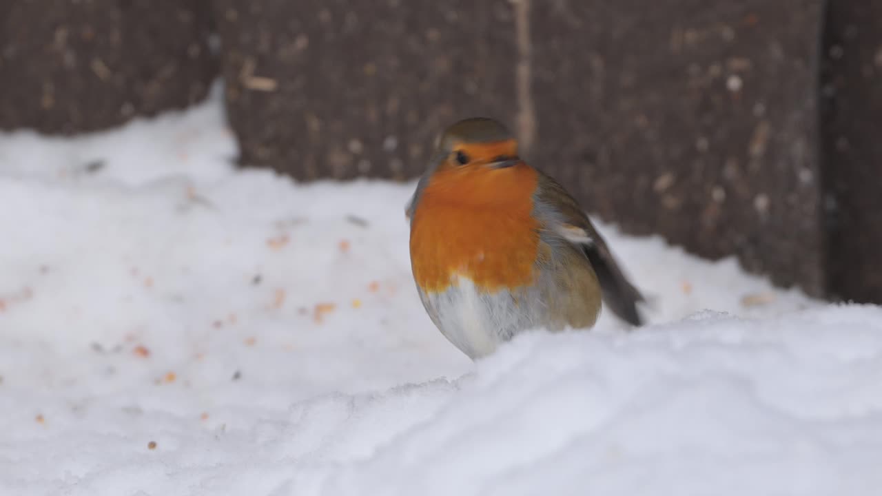 European robin eagerly eats seeds from snowy ground in winter, handheld closeup in cold weather