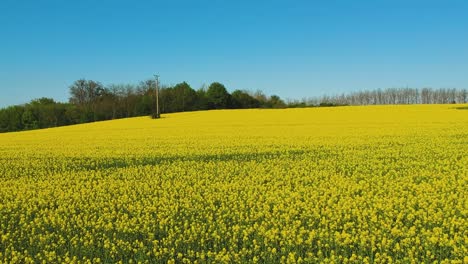 rape field near the public road with low altitude drone view