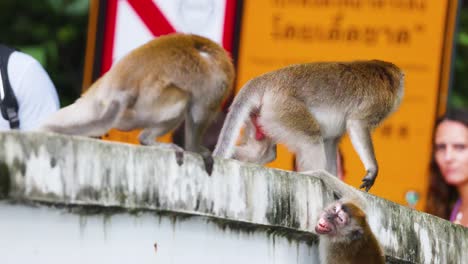 monkeys engage in a playful scuffle