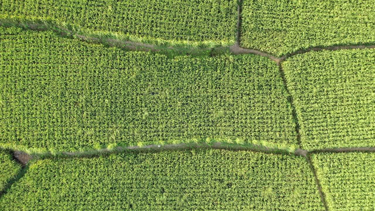 взгляд с воздуха на пышные зеленые рисовые поля