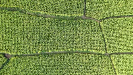 vista aérea de los exuberantes arrozales verdes