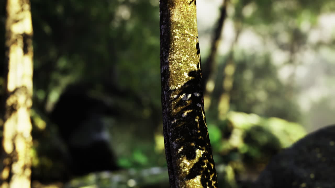 Exploration of a tranquil forest with sunlight filtering through trees