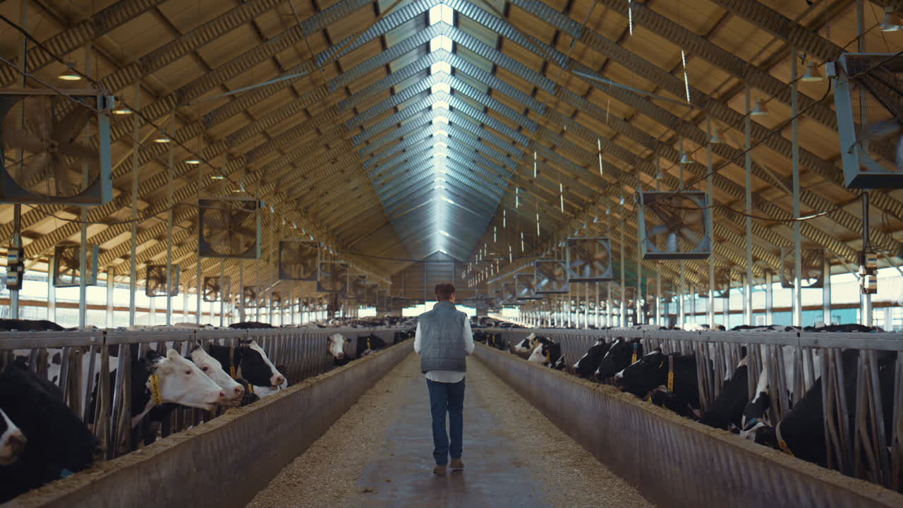 Dairy farm worker control animal care process. Holstein cows eating in feedlots.