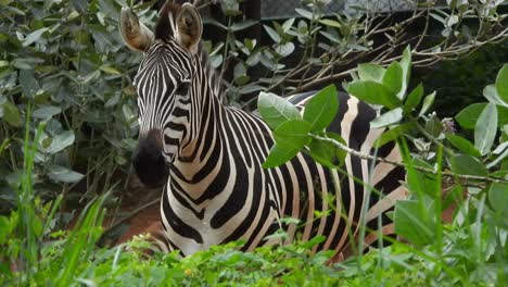 Black-And-White-Zebra-at-a-park