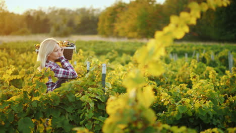 Mujer-Agricultora-Con-Una-Canasta-De-Uvas-Va-A-Lo-Largo-Del-Tiro-De-Steadicam-De-Vid